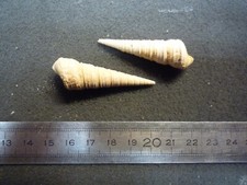 125.18 B - TURRITELLA INTERPOSITA - X 1 - FOSSILE DU BASSIN PARISIEN