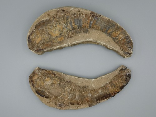 Fossile pesce vinctifer sp - fossile,