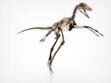 Microraptor, Dinosaur Fossil