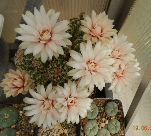 Gymnocalycium calochlorum