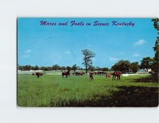 Cartolina Mares e puledri