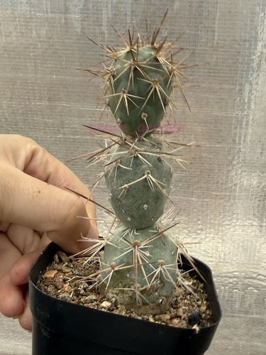Multi teste tephrocactus - multi,