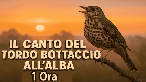 Canto del tordo - canto, bottaccio