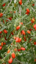 Pianta bacche goji - di,