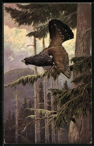 Gallo cedrone abete in - cedrone, su
