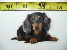ADESIVO BASSOTTO CANE PELO