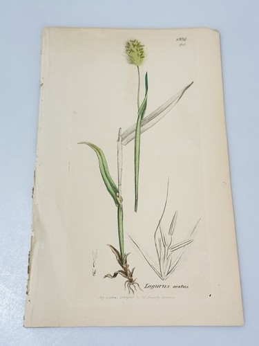Sowerby 1804 lagurus ovatus - lagurus,