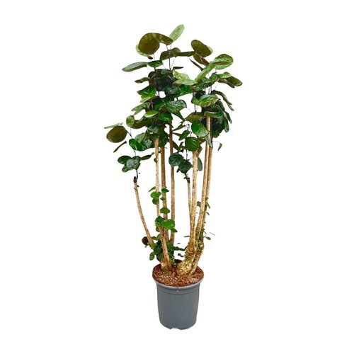 Polyscias fabian xxl variante - polyscias,
