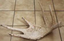 CORNA DI ALCE SVEDESE