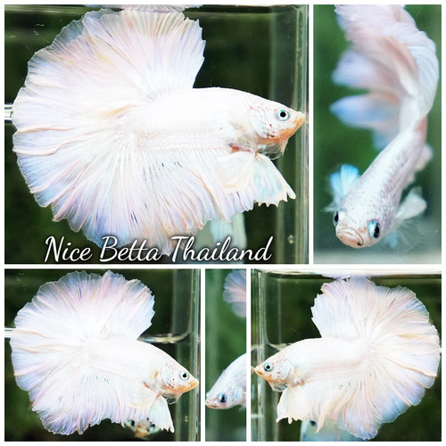 Betta fish del - betta, re