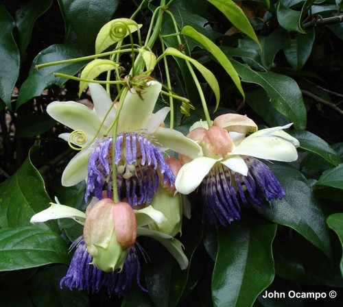 Passiflora popenovii frutto - passiflora, popenovii,