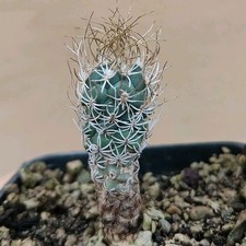 Turbinicarpus krainzianus v