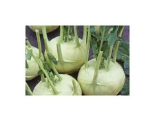 200x cavolo rapa lanro - rapa,