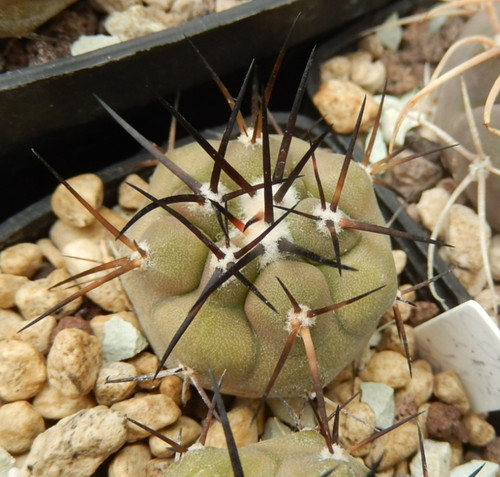 Copiapoa cinerea 2029 - cinerea, jn-2029