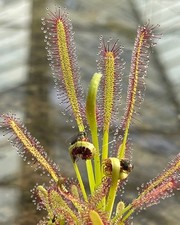 DROSERA CAPENSIS "GIANT FORM"