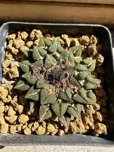 Ariocarpus kotschoubeyanus - , v