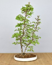 Bonsai da esterno, coreano