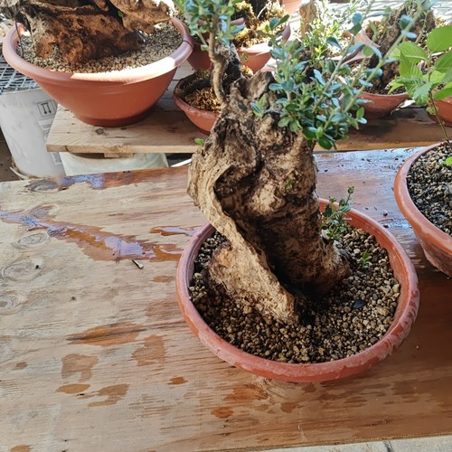 Inserzione riservata acquisto - riservata,,