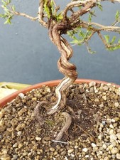 Bonsai di Timo