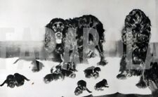 Foto vintage Animali, cocker, cucciolata, 1948, stampa 19 x 13 cm