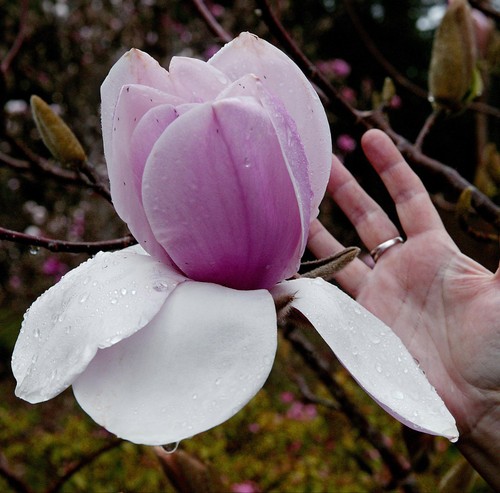 Pianta magnolia atlas fiori - pianta,