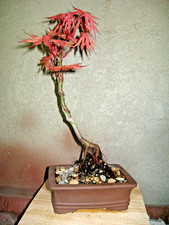 BONSAI ACER PALMATUM FROSTED