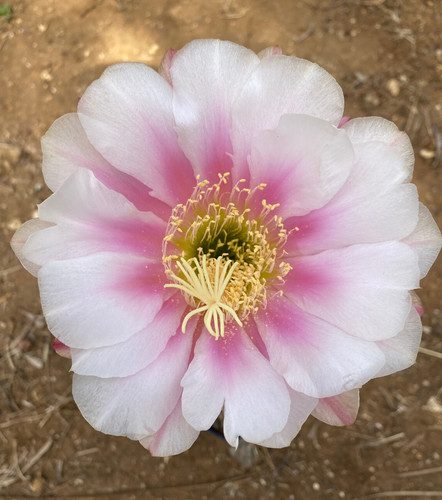 Cereus hybrid cactus - -,