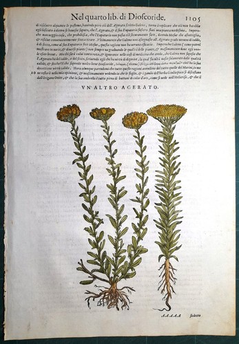 Stampa antica mattioli - antica,