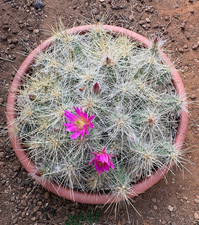 ECHINOCEREUS PARKERI - CACTUS