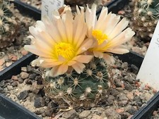 Pediocactus despainii SB 1014