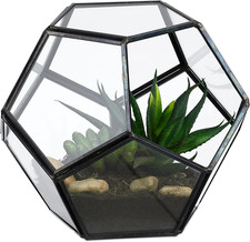 Terrario Piante, Mini Serra in