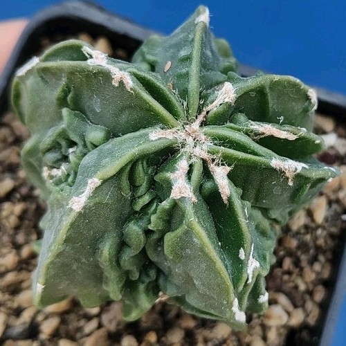 Astrophytum nudum fukuryu - astrophytum,