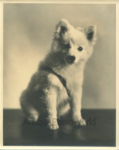 Carino cucciolo bianco cane