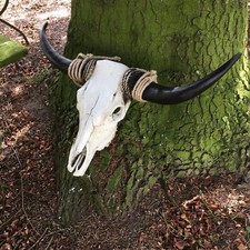 Teschio di toro con corna giganti corno lungo manzo teschio - toro teschio bisonte