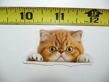 PEEKING ESOTICO PELO CORTO