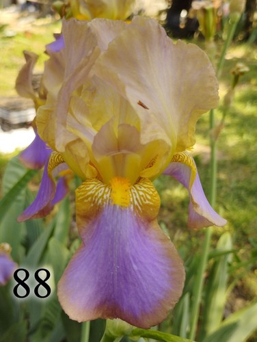 Rizomi iris germanica - 5,