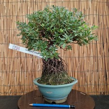 Bonsai di Azalea Varietà