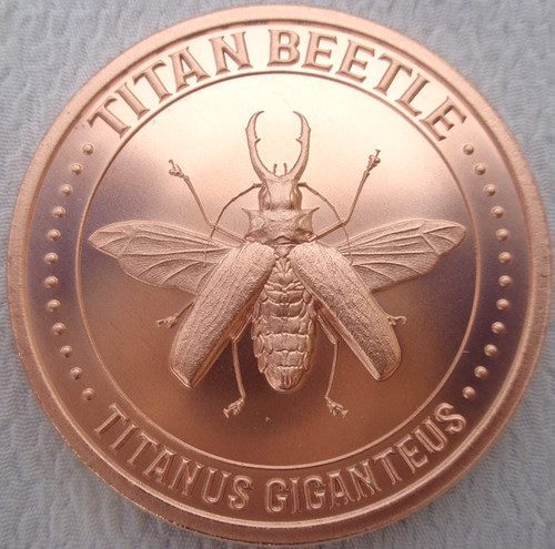Oncia titan beetle - beetle, #10