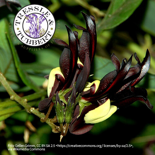 Raro kennedia nigricans black - kennedia,