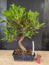 bonsai   ficus retusa  h 49 cm