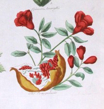 1757, TOP HILL EDEN dipinto a mano GRANDE FOGLIO MELOGRANO E CISTO UY6