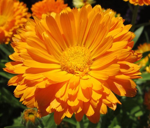 Calendula pot - calendula,