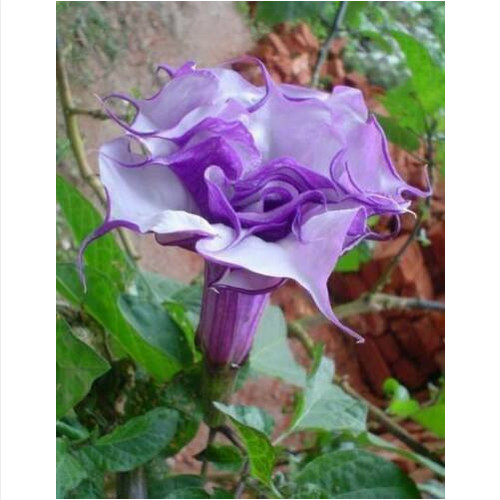 Double purple datura - double, metel