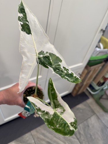 Alocasia longiloba pink - longiloba, back
