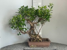 Esclusivo Bonsai Ficus Retusa