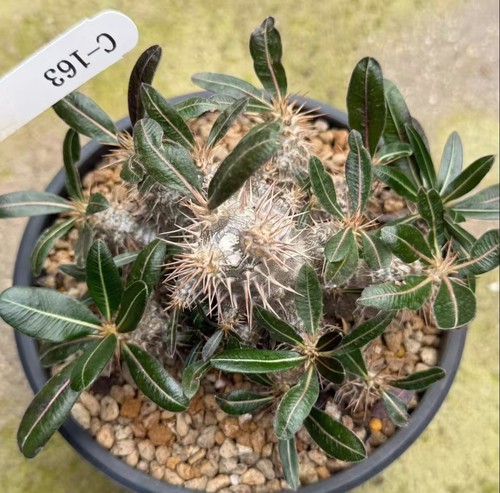 Pachypodium rosulatum wysiwyg - rosulatum,