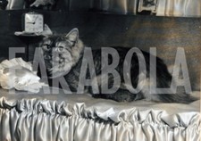 Foto vintage Francia, Gamine