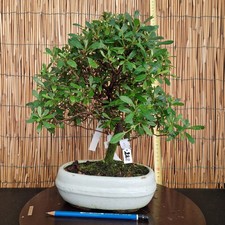 Bonsai di Azalea h 36cm Visita