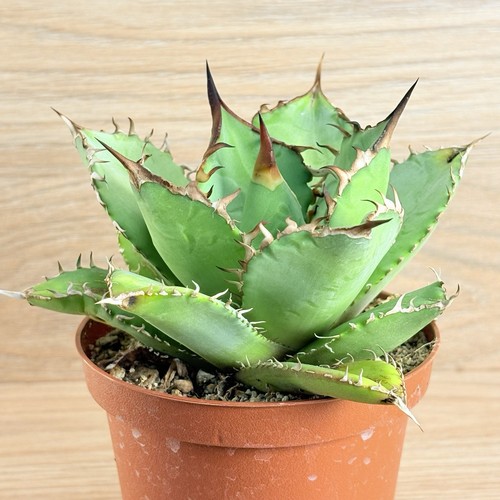 Agave titanota pot 10 cm - agave, ,