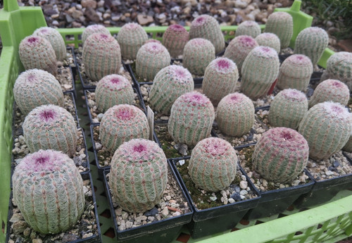 Pezzi echinocereus - pezzi,